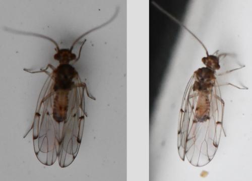 Ectopsocus petersi